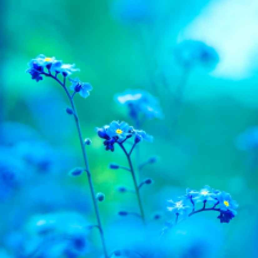 beautiful bloom blooming blossom