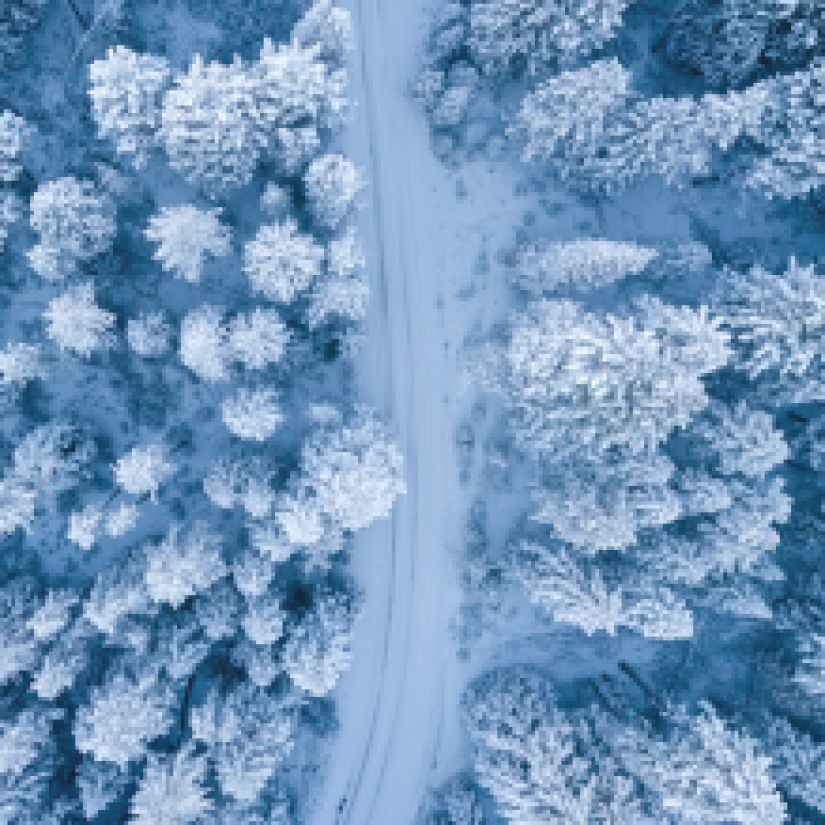 aerial photography of trees