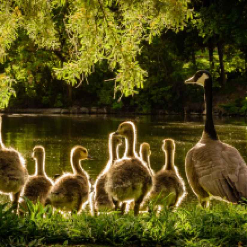 animals back light beaks close up