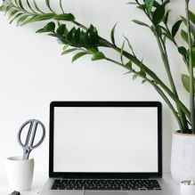 laptop on desk near lush houseplant