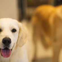 happy purebred dog with opened mouth