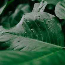 green plant leaf with drops in nature